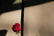 分手后的放不下，该怎么办？（学会释怀，迎接新生活）