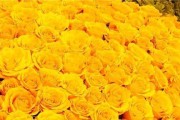 玫瑰花挽回爱情（如何用玫瑰花重新点燃失去的爱情）